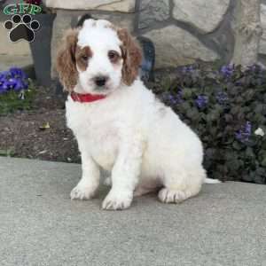 Jack, Mini Goldendoodle Puppy