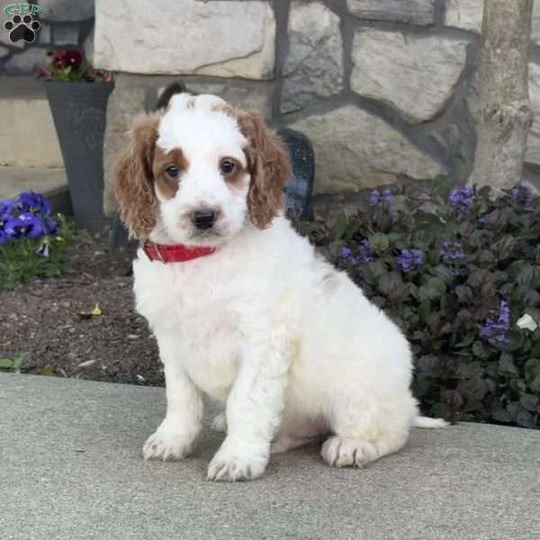 Jack, Mini Goldendoodle Puppy