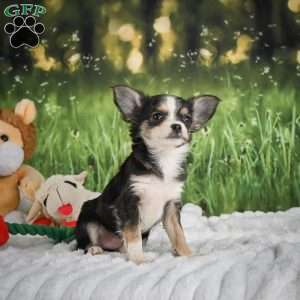Precious, Chihuahua Puppy