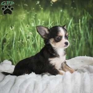 Precious, Chihuahua Puppy