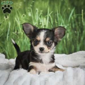 Precious, Chihuahua Puppy