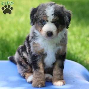 Leo, Bernedoodle Puppy