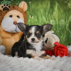 Precious, Chihuahua Puppy