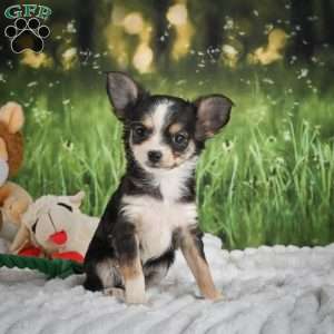 Precious, Chihuahua Puppy