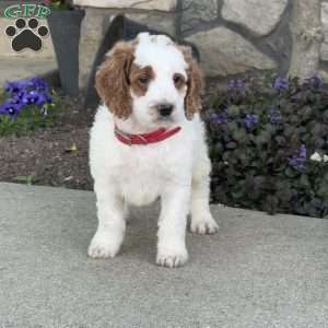 Jack, Mini Goldendoodle Puppy