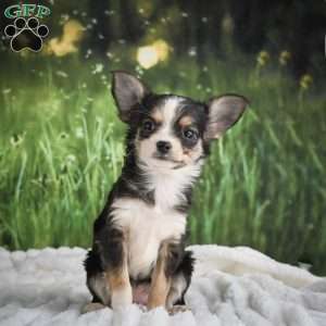 Precious, Chihuahua Puppy