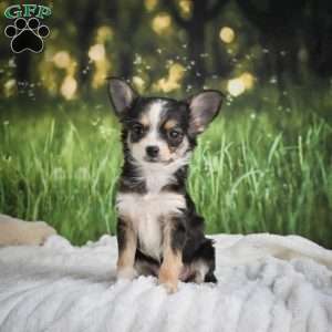 Precious, Chihuahua Puppy