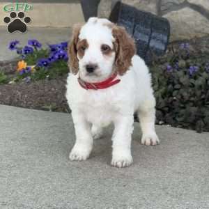 Jack, Mini Goldendoodle Puppy