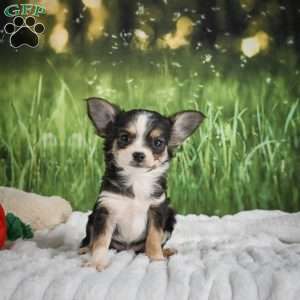Precious, Chihuahua Puppy