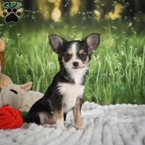 Precious, Chihuahua Puppy