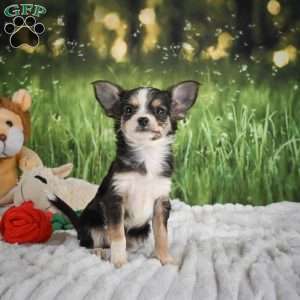 Precious, Chihuahua Puppy