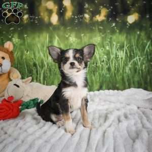 Precious, Chihuahua Puppy