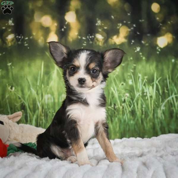 Precious, Chihuahua Puppy