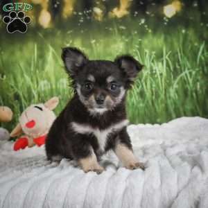 Princess, Chihuahua Puppy