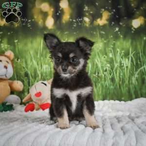 Princess, Chihuahua Puppy