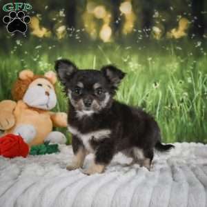 Princess, Chihuahua Puppy