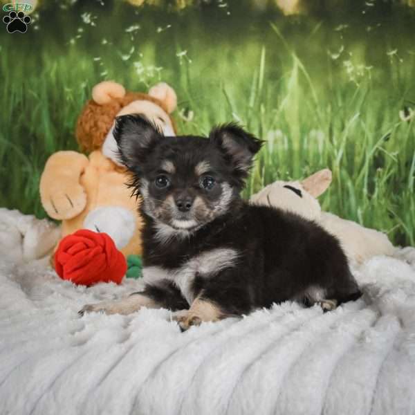 Princess, Chihuahua Puppy