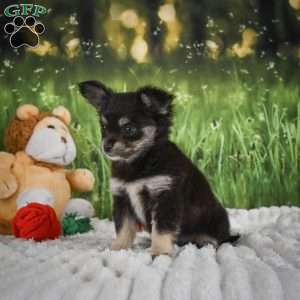 Princess, Chihuahua Puppy