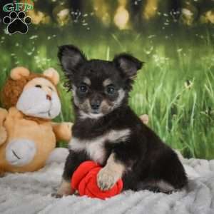 Princess, Chihuahua Puppy
