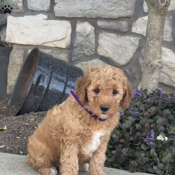 Joey, Mini Goldendoodle Puppy