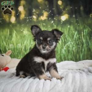 Princess, Chihuahua Puppy