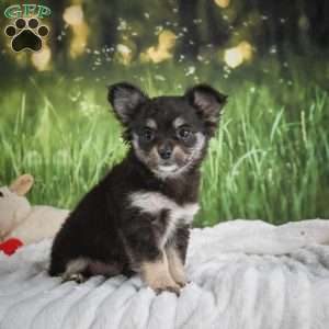 Princess, Chihuahua Puppy