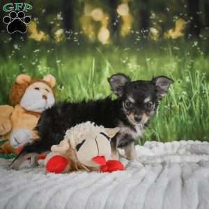 Prince, Chihuahua Puppy