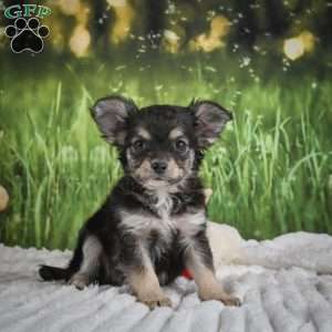 Prince, Chihuahua Puppy