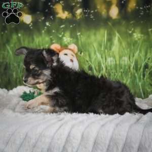 Prince, Chihuahua Puppy