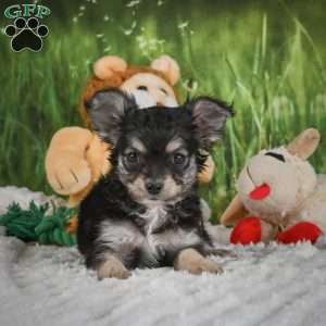Prince, Chihuahua Puppy
