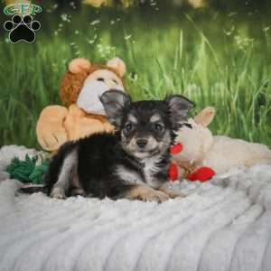 Prince, Chihuahua Puppy