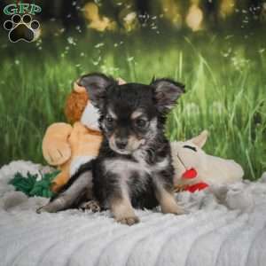 Prince, Chihuahua Puppy