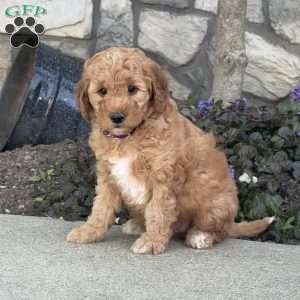 Joey, Mini Goldendoodle Puppy