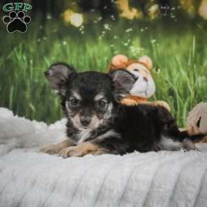 Prince, Chihuahua Puppy