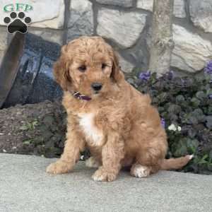 Joey, Mini Goldendoodle Puppy