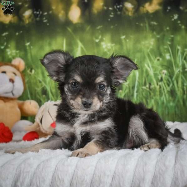 Prince, Chihuahua Puppy