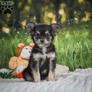 Prince, Chihuahua Puppy