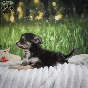 Prince, Chihuahua Puppy