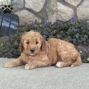 Joey, Mini Goldendoodle Puppy