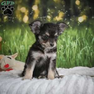 Prince, Chihuahua Puppy