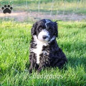 Lily, Mini Sheepadoodle Puppy