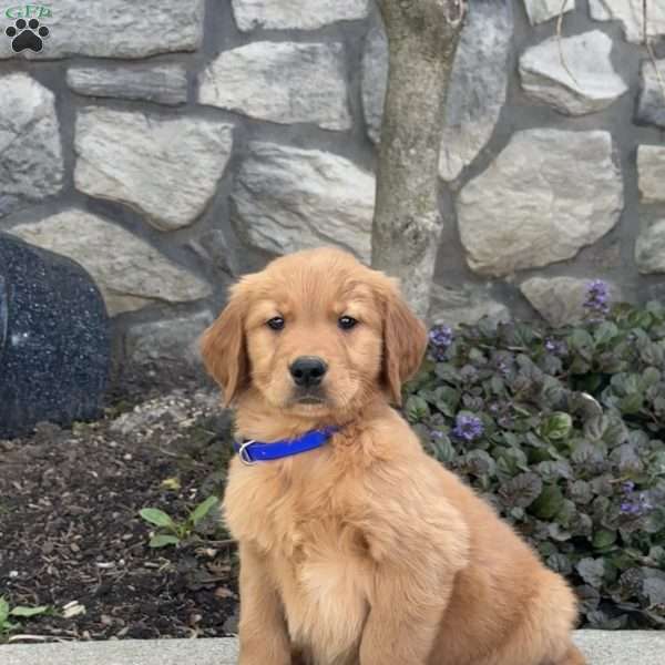 Barney, Golden Retriever Puppy