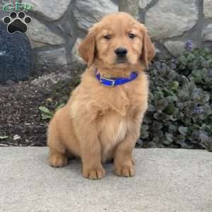 Barney, Golden Retriever Puppy