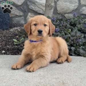 Barney, Golden Retriever Puppy
