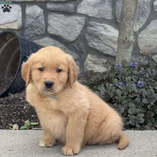 Buster, Golden Retriever Puppy