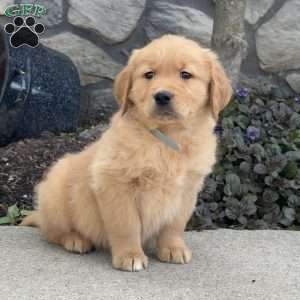 Buster, Golden Retriever Puppy