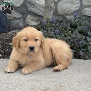 Buster, Golden Retriever Puppy
