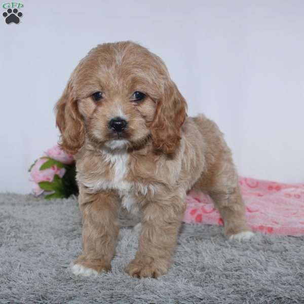 Karla, Cockapoo Puppy