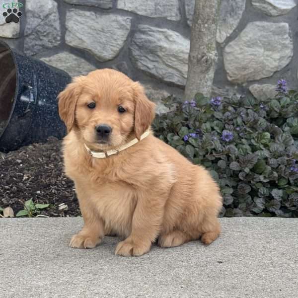 Bella, Golden Retriever Puppy