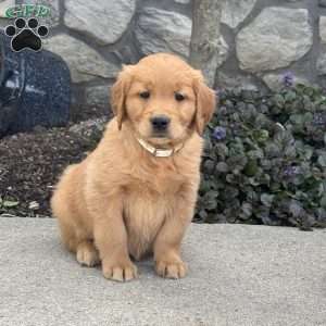 Bella, Golden Retriever Puppy